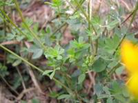 Lotier cornicule - Lotus corniculatus (fam. Fabacees) (Photo F. Mrugala)